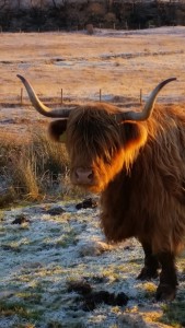 Glenstrae_Highland cow2