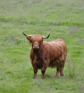 Glenstrae_Highland cow3